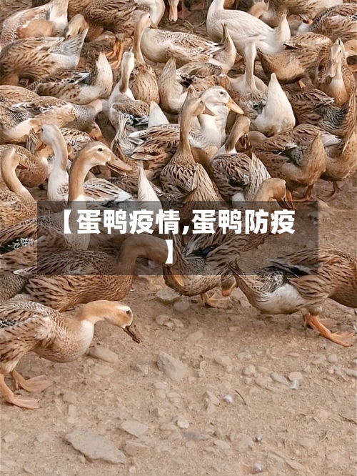 【蛋鸭疫情,蛋鸭防疫】-第3张图片