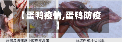 【蛋鸭疫情,蛋鸭防疫】-第2张图片